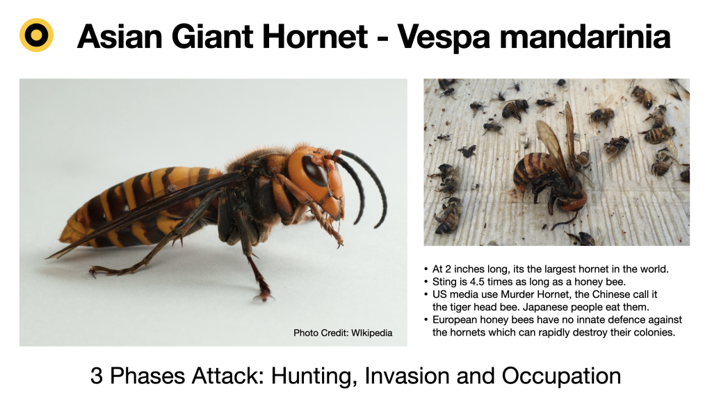 Asian Giant Hornet